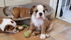Anglický buldok, English Bulldog, buldog s PP