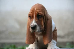 Baset-Basset hound