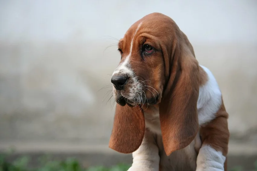 Baset-Basset hound