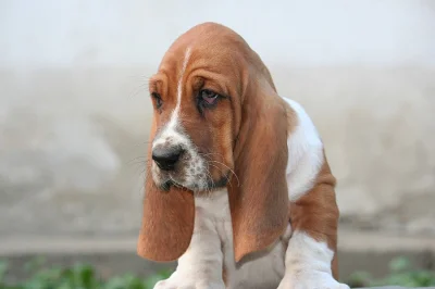 Baset-Basset hound