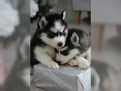 Sibiřský husky