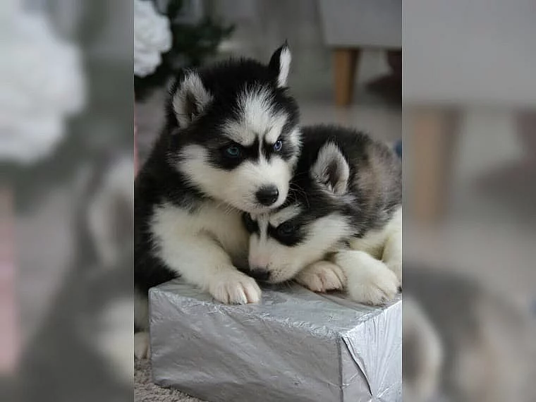 Sibiřský husky