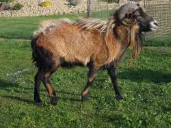 Prodám berana