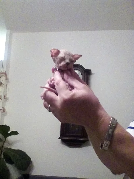 Kanadský sphynx