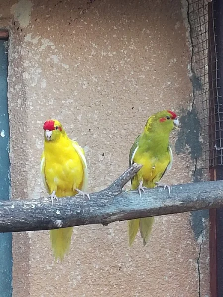 Kakariki