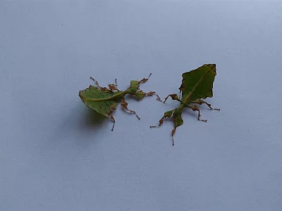 phyllium giganteum