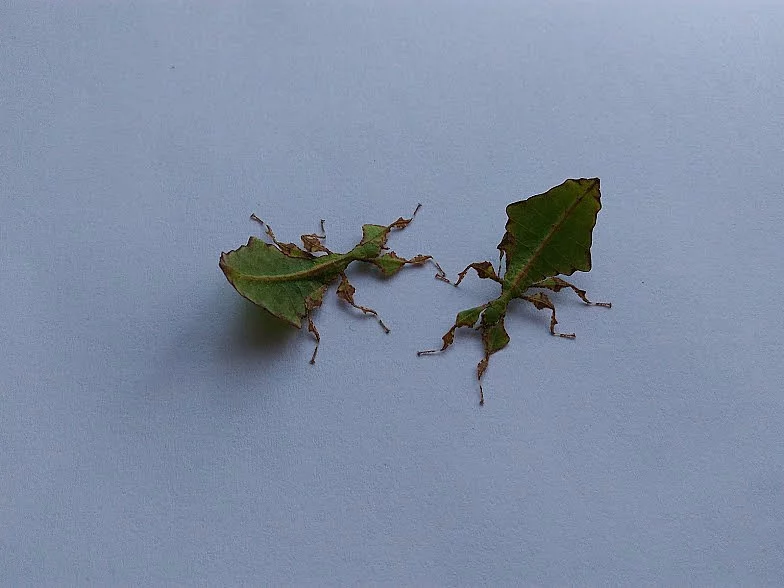 phyllium giganteum