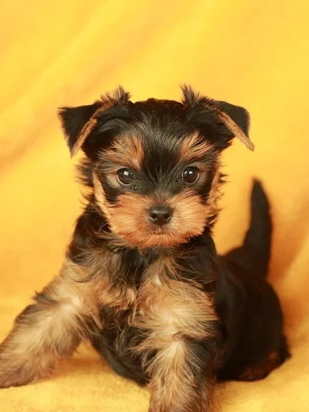 Štěňata jorkšírského teriéra