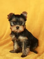 Štěňata jorkšírského teriéra