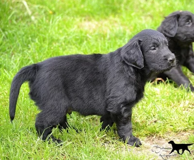 FLAT COATED RETRIEVER