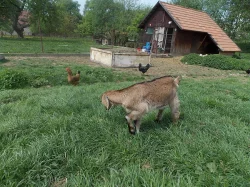 75% AN BEZROHÝ KOZLÍK-2ks