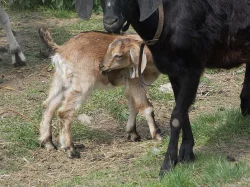 75% AN BEZROHÝ KOZLÍK-2ks