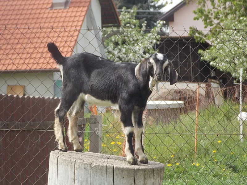 75% AN BEZROHÝ KOZLÍK-2ks