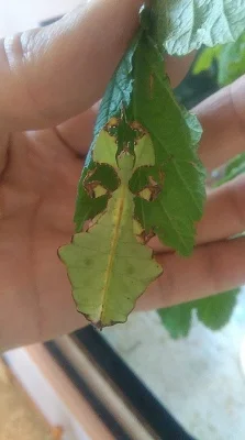 Prodám Lupenitky obrovské (Phyllium giganteum)