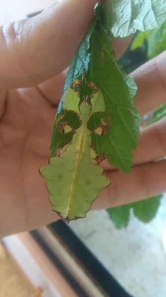 Prodám Lupenitky obrovské (Phyllium giganteum)