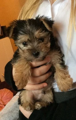 Tiny Teacup - Morkie - Baby Boy