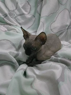 Kanadský SPHYNX - koťátko - kocourek