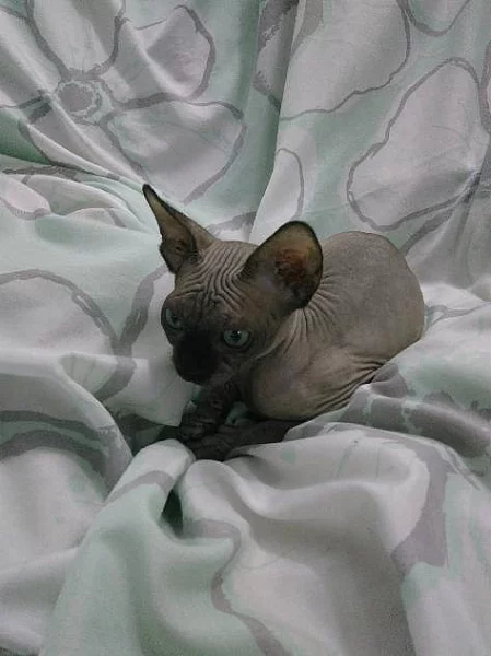 Kanadský SPHYNX - koťátko - kocourek