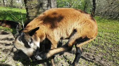 Kamerunský beránek