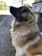 Prodám štěně Leonbergera s PP a Bernského salašnického psa