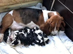 Basset hound štěňata s pp