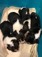 Basset hound štěňata s pp