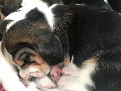 Basset hound štěňata s pp