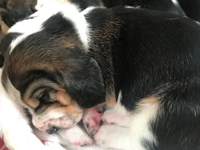 Basset hound štěňata s pp