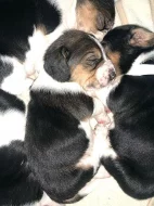 Basset hound štěňata s pp