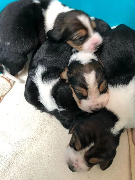Basset hound štěňata s pp