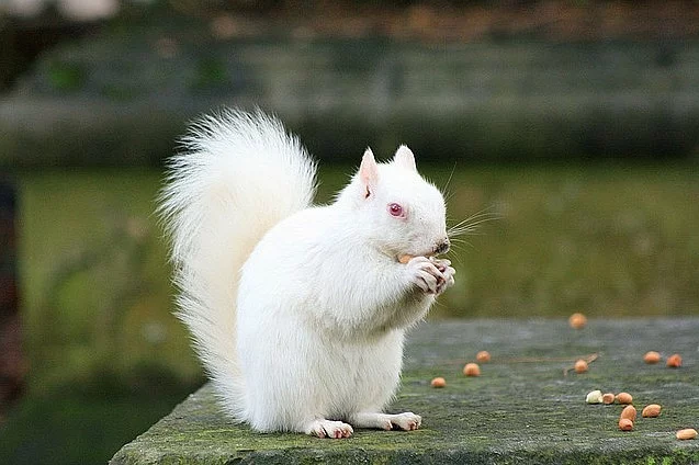 Na prodej je Alvin chipmunk s nastavením