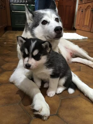 Akci registrovali sibiřské husky štěňata