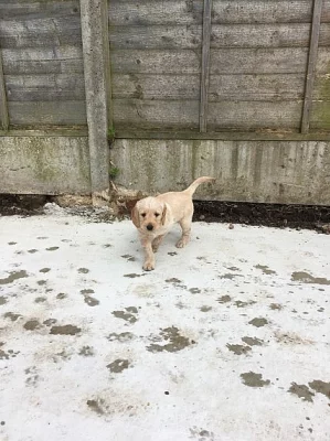 Labradoodle štěňata