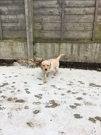 Labradoodle štěňata