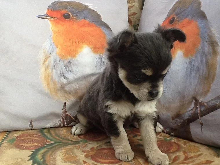 Nádherné Chug štěňata 3/4 Chihuahua 1/4 Mops.