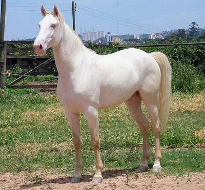 Pure White Lusitano kůň, kastrovaný pro rehoming.