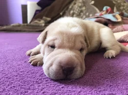 Šarpej - Shar-Pei štěňata narozena 18.4.2018