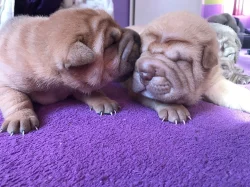 Šarpej - Shar-Pei štěňata narozena 18.4.2018