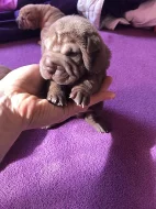 Šarpej - Shar-Pei štěňata narozena 18.4.2018