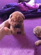 Šarpej - Shar-Pei štěňata narozena 18.4.2018