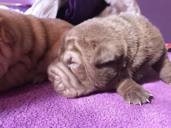 Šarpej - Shar-Pei štěňata narozena 18.4.2018
