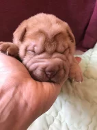 Šarpej - Shar-Pei štěňata narozena 18.4.2018