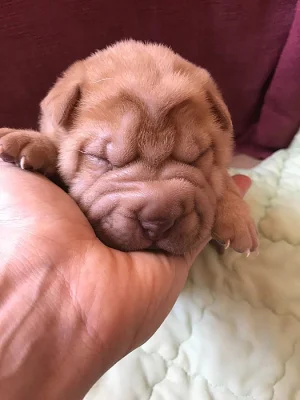 Šarpej - Shar-Pei štěňata narozena 18.4.2018