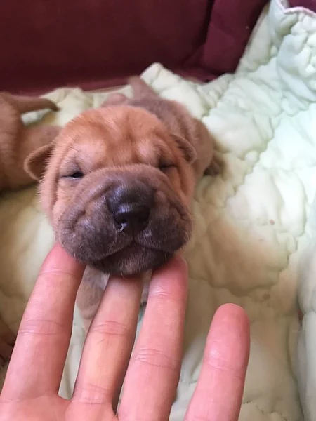 Šarpej - Shar-Pei štěňata narozena 18.4.2018