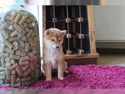 Shiba-Inu