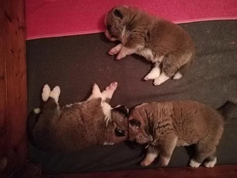 Akita-inu na prodej s PP