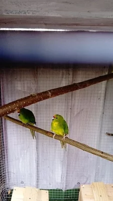 4,4 kakariki zlutocely a 1,1 kakariki cervenocely