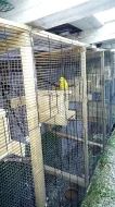 4,4 kakariki zlutocely a 1,1 kakariki cervenocely