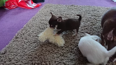 Štěňata čivavé