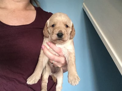 Labradoodle Štěňátka připravena